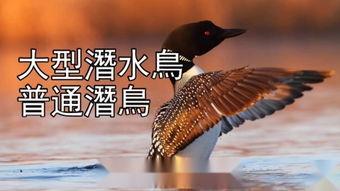 鸟类秘闻在线观看,在线观看探索未知世界  第2张