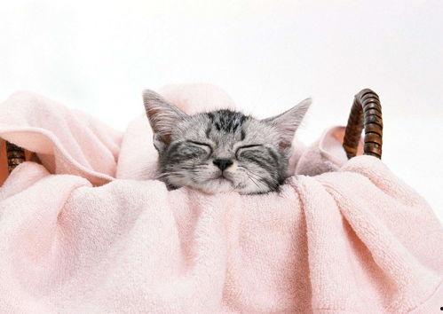 网红猫吃贝贝瓜图片高清,高清镜头捕捉贝贝瓜美味瞬间  第1张