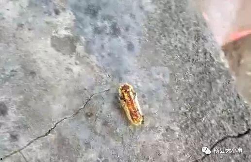 罗非鱼邻居爆料视频,揭秘水下生活点滴  第2张