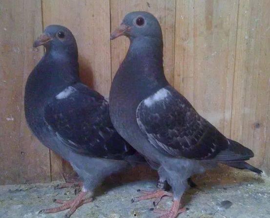 鸽子爆料打架视频大全最新,最新打架视频大全盘点  第3张